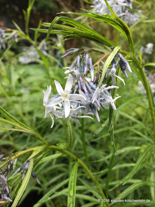 Amsonia 'Ernst Pagels'