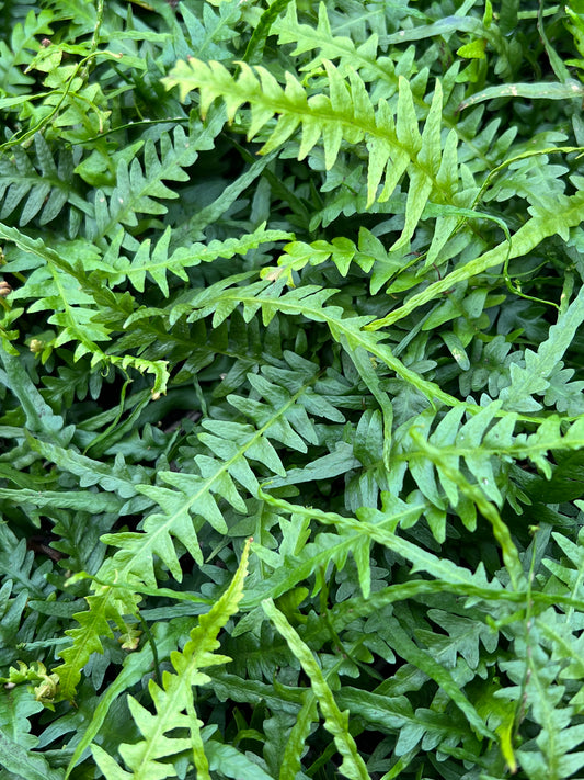Asplenium ebenoides