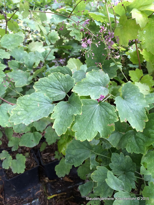 Thalictrum actaefolium 'Perfume Star'