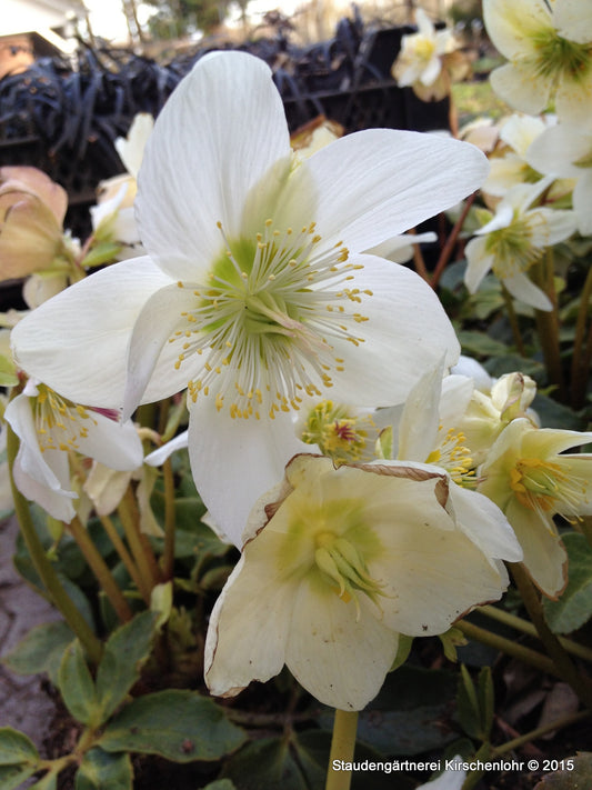 Helleborus niger subsp. macranthus 'Praecox'