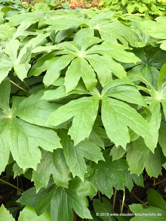 Podophyllum peltatum