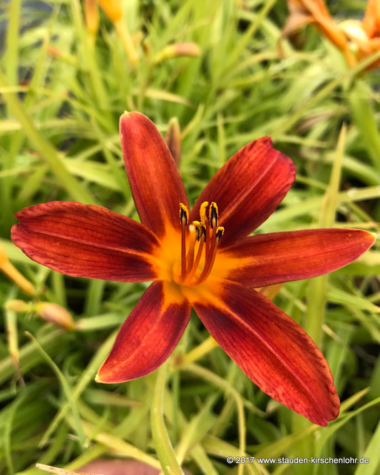 Hemerocallis 'Sammy Russel'
