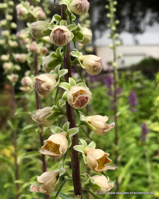 Digitalis lanata