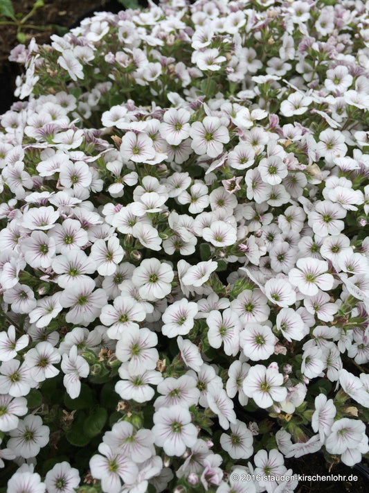 Gypsophila cerastioides