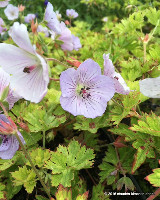 Geranium 'Lilac Ice' ®