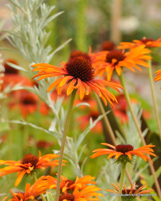 Echinacea 'Flame Thrower' ®