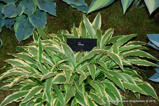 Hosta 'Stiletto'