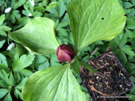 Trillium recurvatum