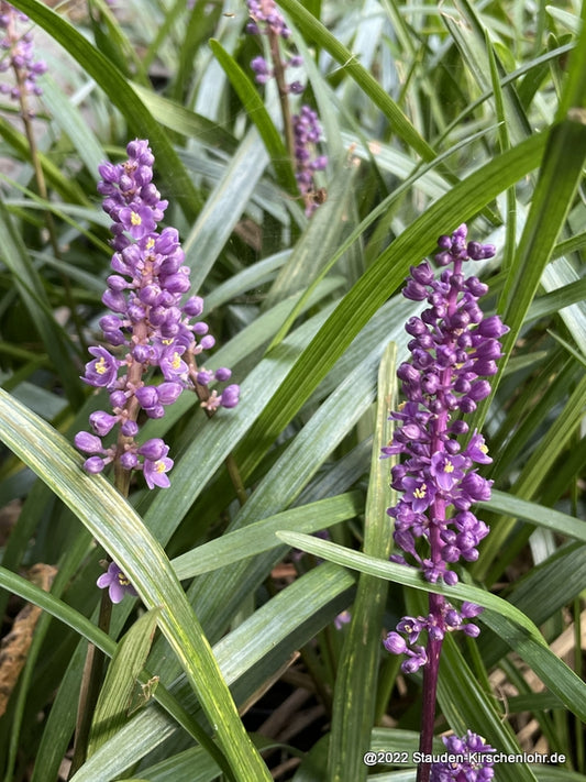 Liriope muscari 'Majestic Blue'