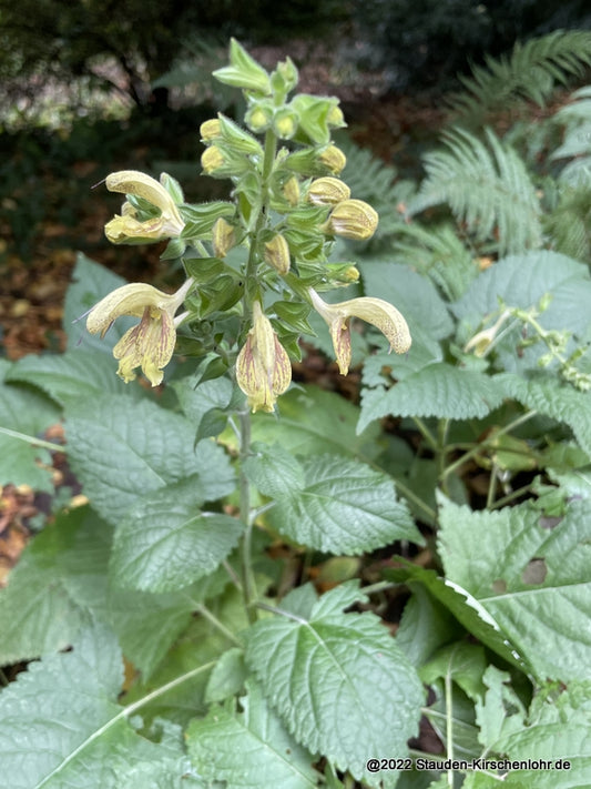 Salvia glutinosa