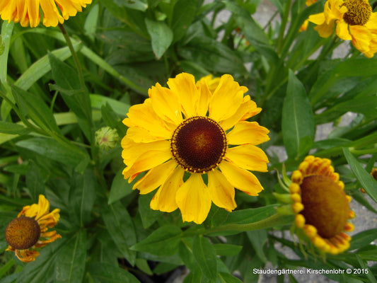 Helenium 'El Dorado'
