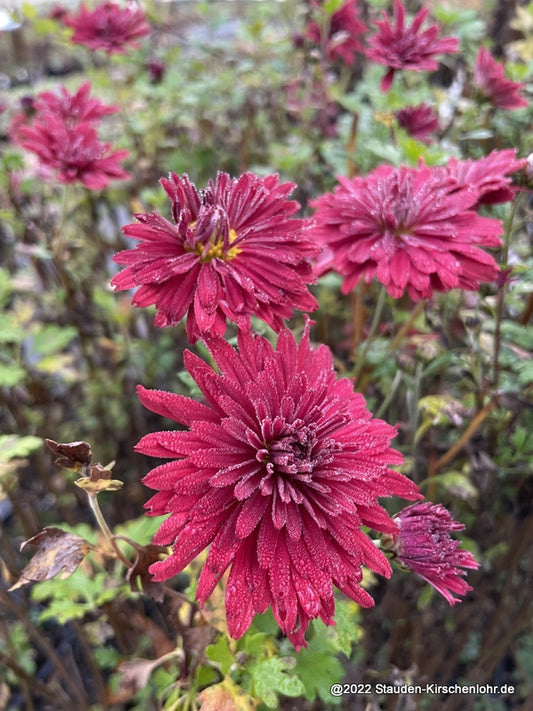 Chrysanthemum 'Duchess of Edinburgh' (Rubellum-G.)