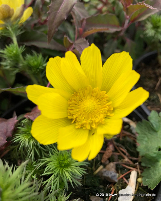 Adonis vernalis