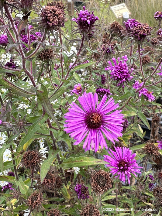Symphyotrichum novae-angliae 'Abendsonne'