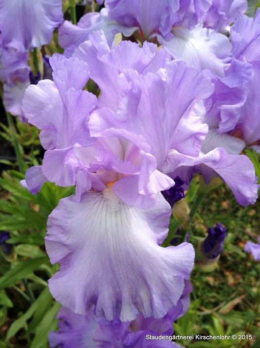 Iris barbata-elatior 'Mary Frances'