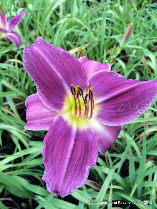 Hemerocallis 'Prairie Blue Eyes'