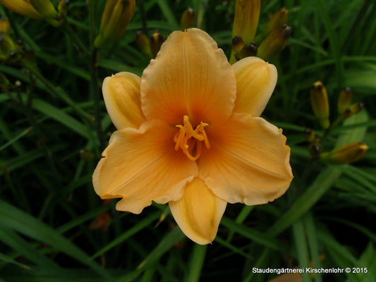 Hemerocallis 'Toyland'