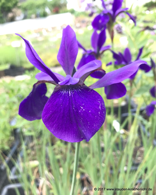 Iris sibirica 'Pansy Purple'