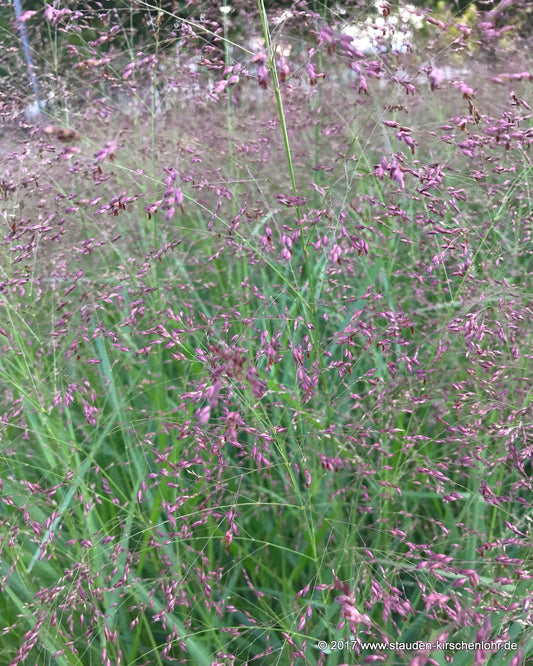 Panicum virgatum 'Warrior'
