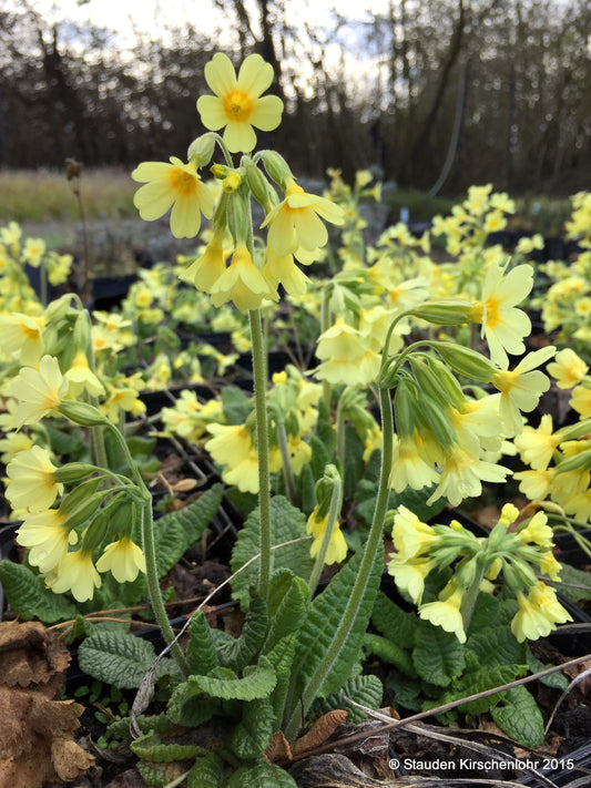 Primula elatior subsp. elatior