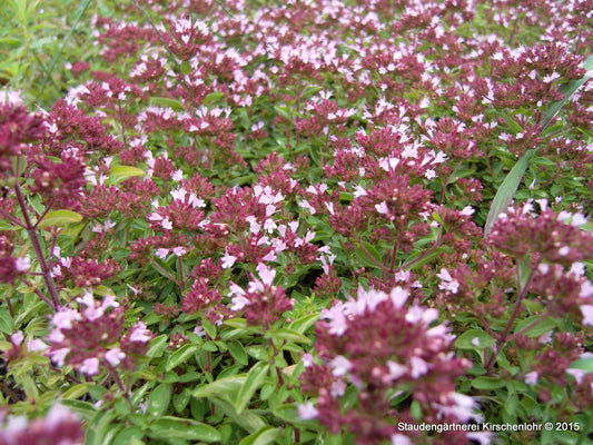 Origanum vulgare 'Compactum'