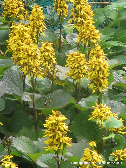 Ligularia x hessei 'Laternchen' ®