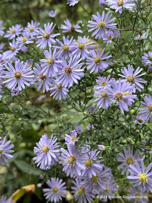 Symphyotrichum cordifolium 'Blue Heaven'   NIS