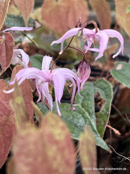 Epimedium brachyrrhizum