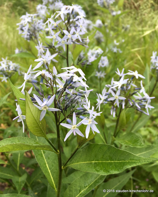 Amsonia tabernaemontana