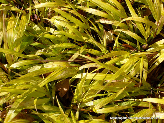 Hakonechloa macra 'All Gold'