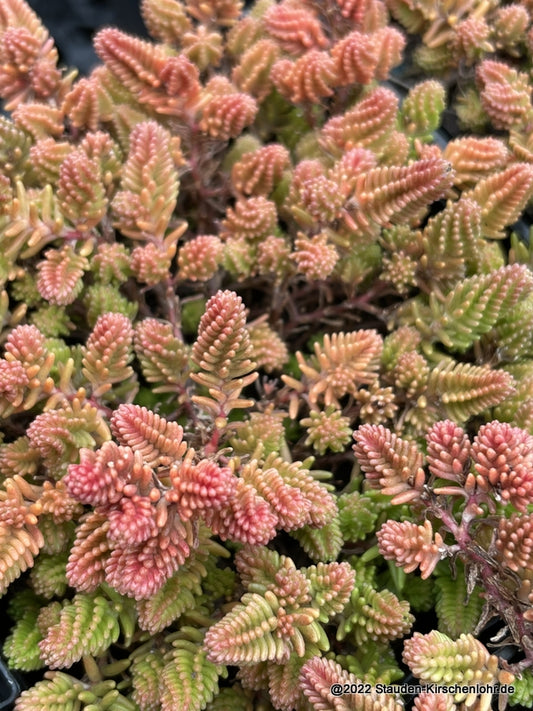 Sedum sexangulare