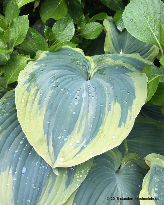 Hosta 'Earth Angel' ®
