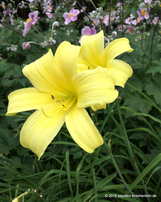 Hemerocallis 'Shooting Star'
