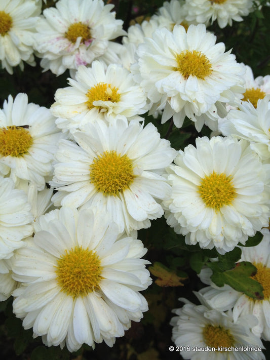 Chrysanthemum 'Poesie'
