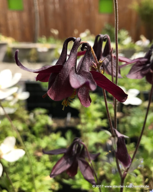 Aquilegia atrata