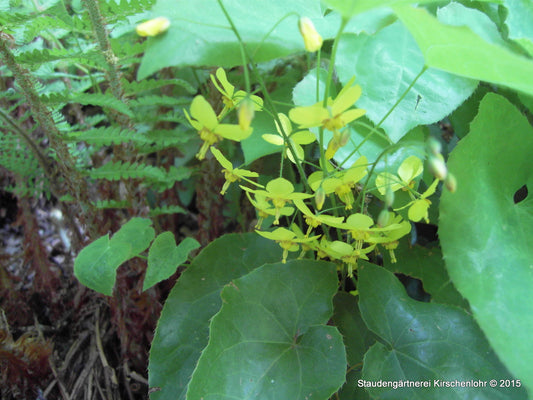 Epimedium x perralchicum 'Frohnleiten'