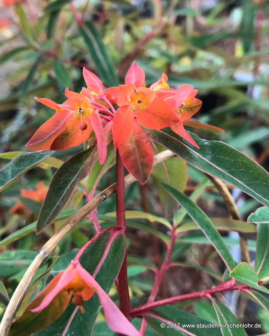 Euphorbia griffithii 'Fireglow'