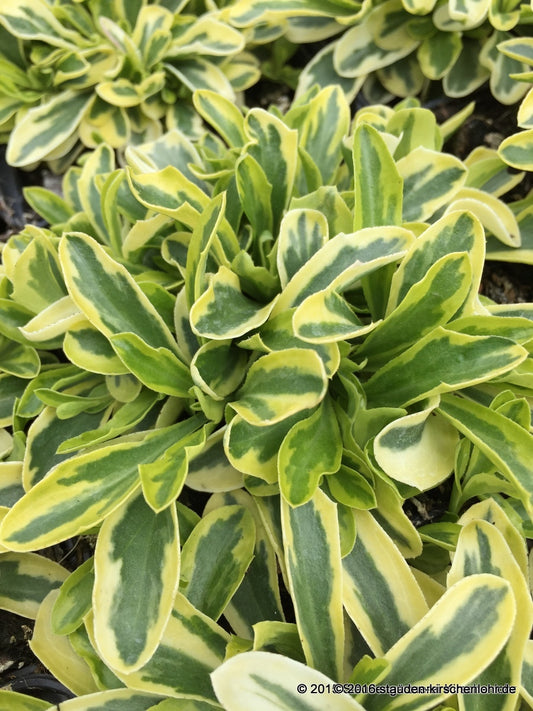 Arabis ferdinandi-coburgii 'Old Gold'