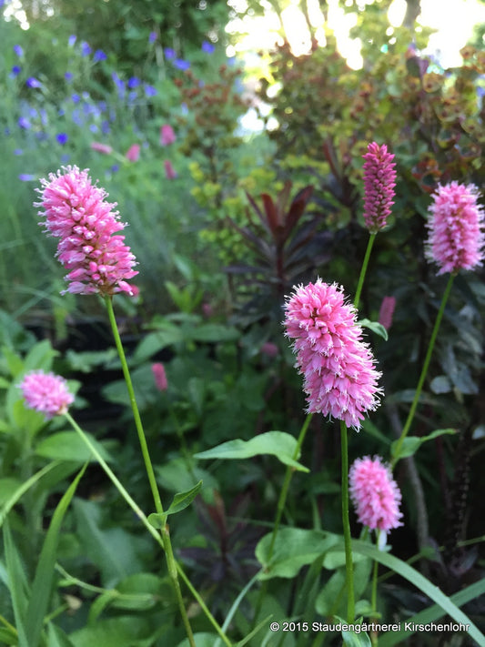 Bistorta officinalis ssp. officinalis 'Hohe Tatra'