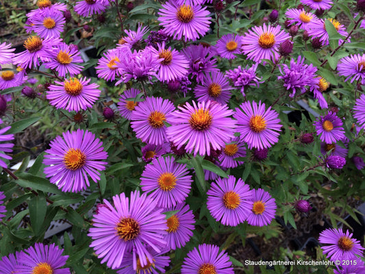 Symphyotrichum novae-angliae 'Herbstflieder'