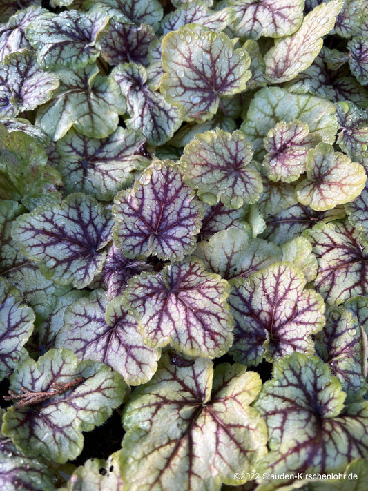 Heuchera 'Picasso' ®