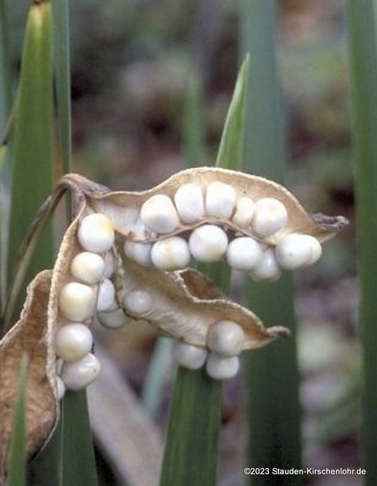 Iris foetidissima 'Fructo-Alba'