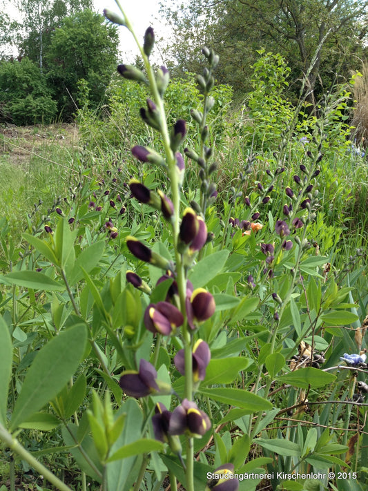 Baptisia 'Chocolate Chip'
