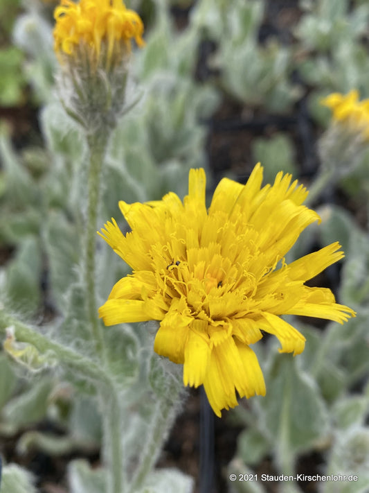 Hieracium villosum