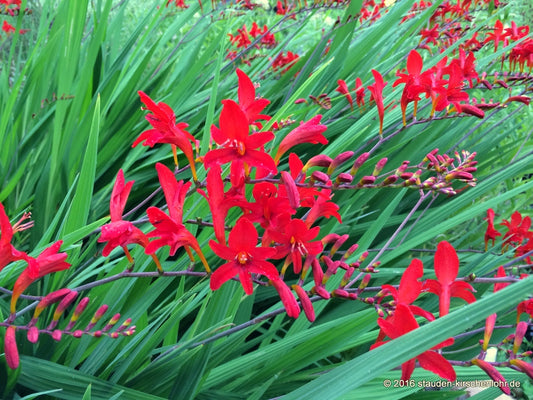 Crocosmia 'Lucifer'