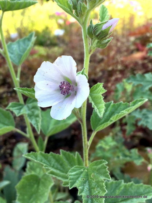 Althaea officinalis