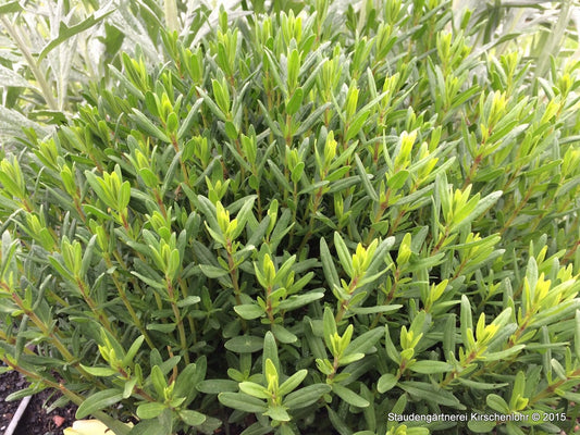 Hyssopus officinalis