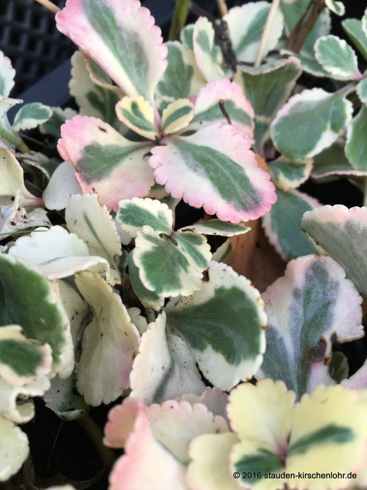 Chiastophyllum oppositifolium