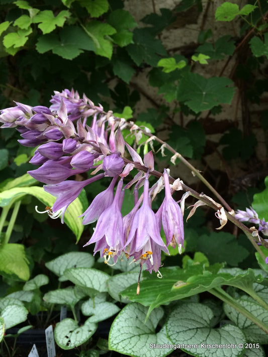 Hosta 'Grand Slam'