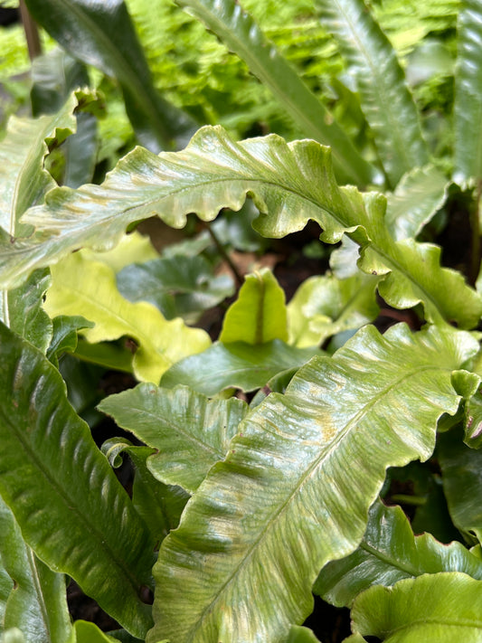 Asplenium scolopendrium 'Undulatum'